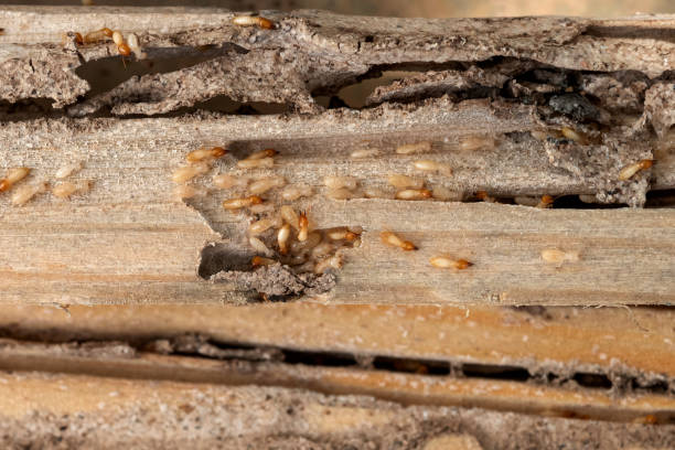 Best Flea Control Services  in Rogers, MN